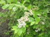 10-heemreis-limburg-9-juni-2012-blauwe-bessenkwekerij