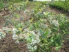 18-heemreis-limburg-9-juni-2012-blauwe-bessenkwekerij