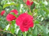 28-heemreis-limburg-9-juni-2012-rozentuin