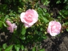 35-heemreis-limburg-9-juni-2012-rozentuin