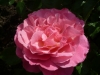 36-heemreis-limburg-9-juni-2012-rozentuin